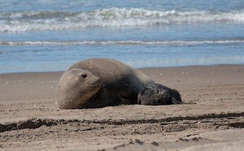 La epidemia de gripe aviar