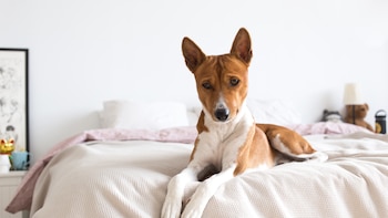 Marcos, médico: “Tu perro no