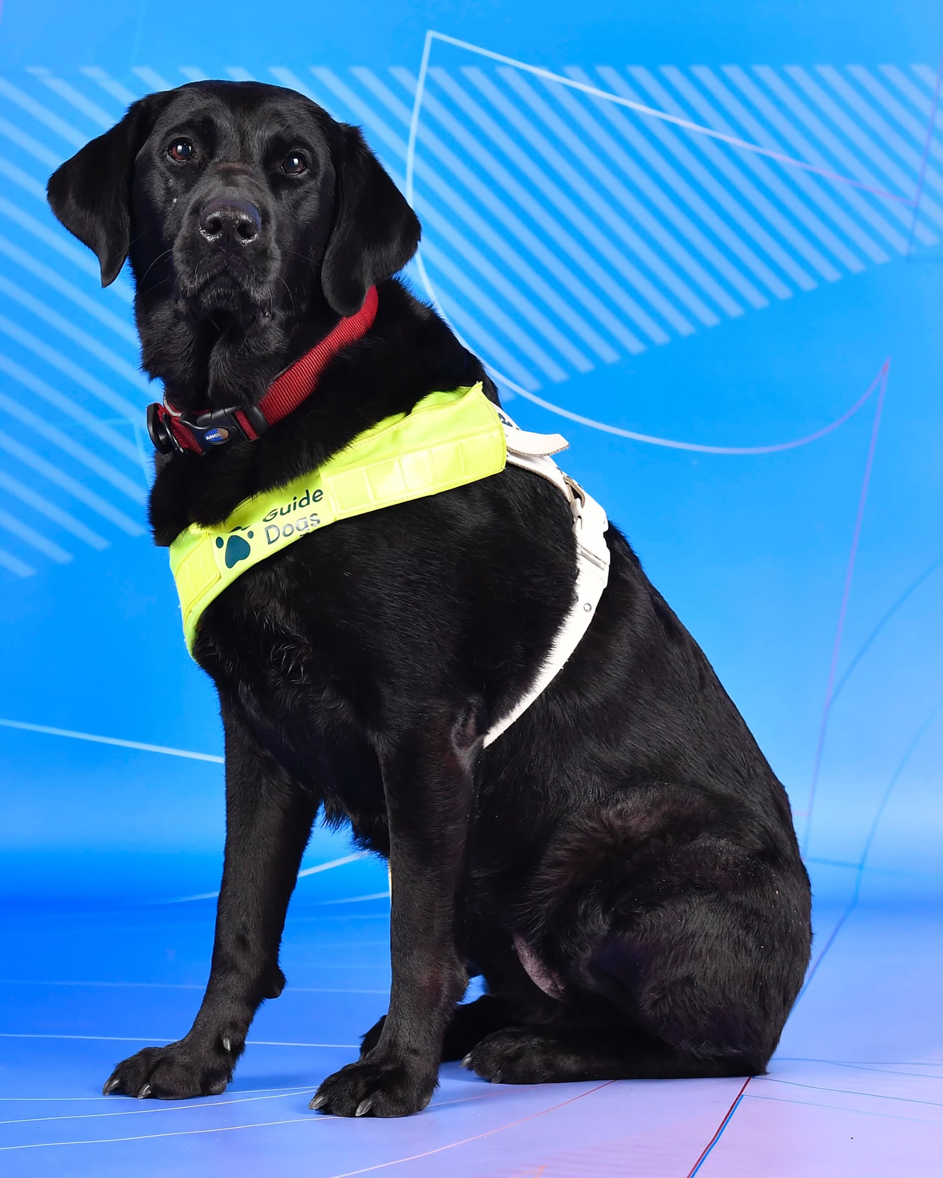 Pickle, la perra guía de Hester Poole, es la aliada esencial de la atleta británica en Cortina durante la exigencia paralímpica (Instagram / @paralympicsgb_official)