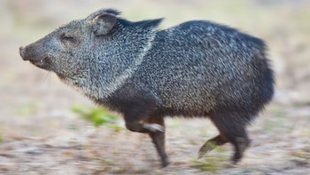 Perú le pone un precio