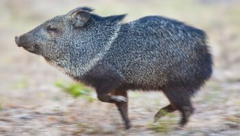 El gobierno peruano fija precios