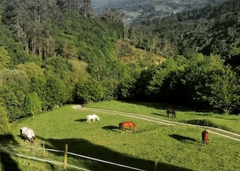 El lugar donde descansan los caballos ancianos en el santuario asturiano. (Socueto Santuario)