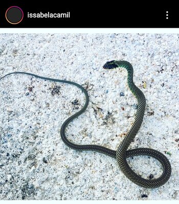 Su esposa también hizo eco