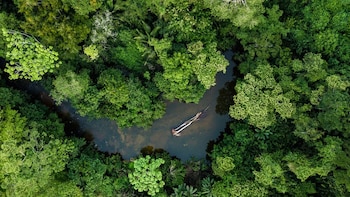 Perú combinará su Fuerza Aérea con IA para proteger sus bosques frente a la devastación: los detalles