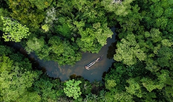 Bosques - Amazonía - selva