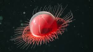 Una imagen del libro en el que se ha inspirado Bong Joon-ho, 'The Deep: The Extraordinary Creatures of the Abyss', de Claire Nouvian