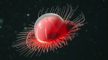 Una imagen del libro en el que se ha inspirado Bong Joon-ho, 'The Deep: The Extraordinary Creatures of the Abyss', de Claire Nouvian