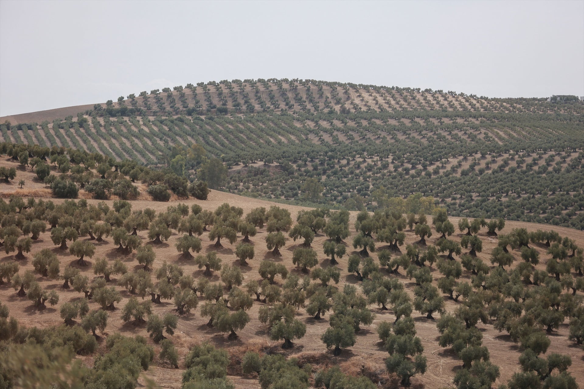 Olivar en Jaén. ROCÍO RUZ/EUROPA PRESS