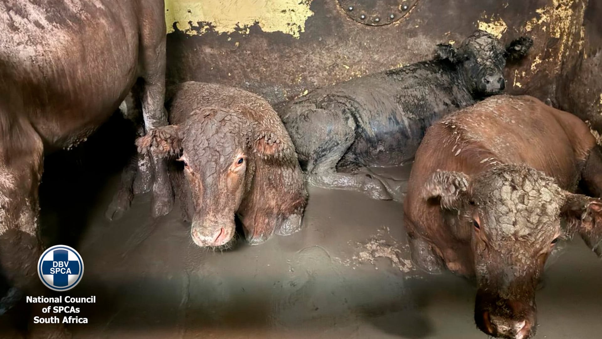 Miles de animales sufren condiciones extremas durante la exportación marítima, con elevada mortalidad en casos de accidentes (National Council of SPCAs South Africa)