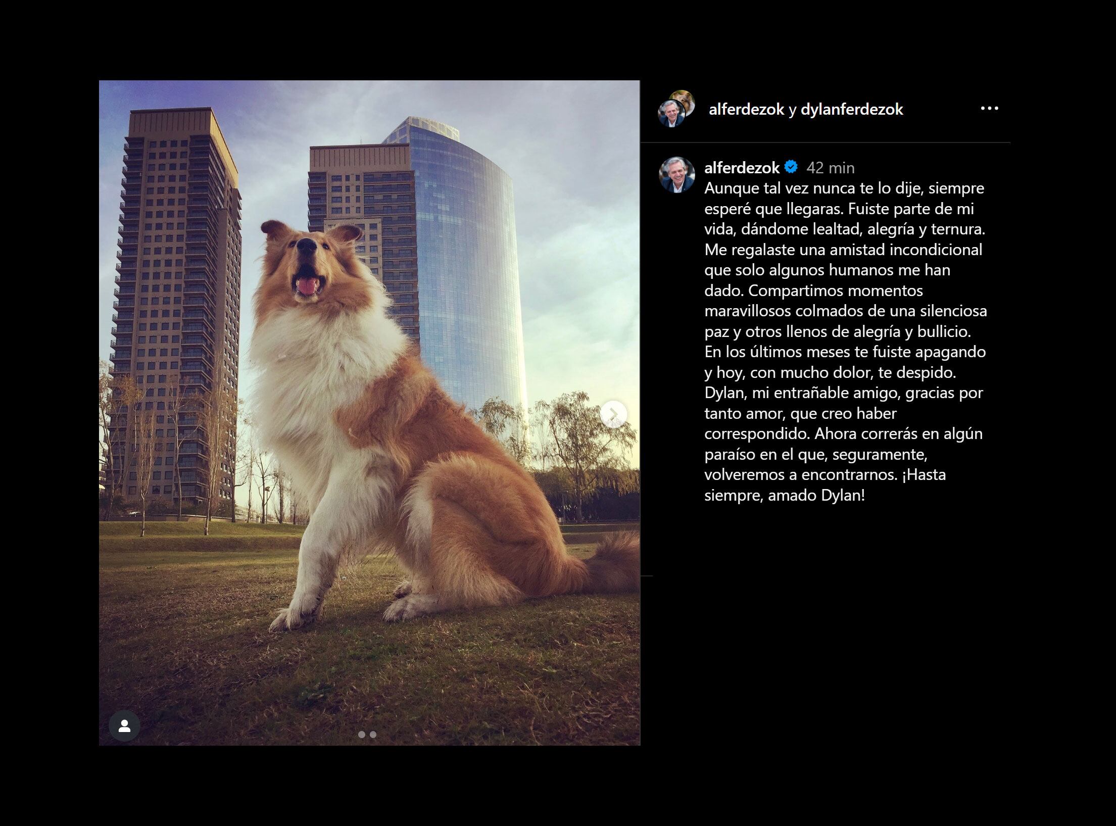 Murió Dylan, el perro de Alberto Fernández: la despedida en redes del ex Presidente - Infobae