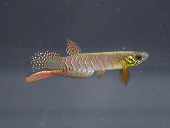 El Moema juanderibaensis mide unos