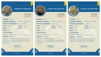 (foto: @JeonJungkookMX/X)