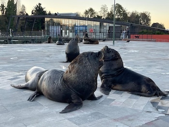 Varios lobos marinos reposan sobre un suelo pavimentado en un espacio público al aire libre con un edificio al fondo