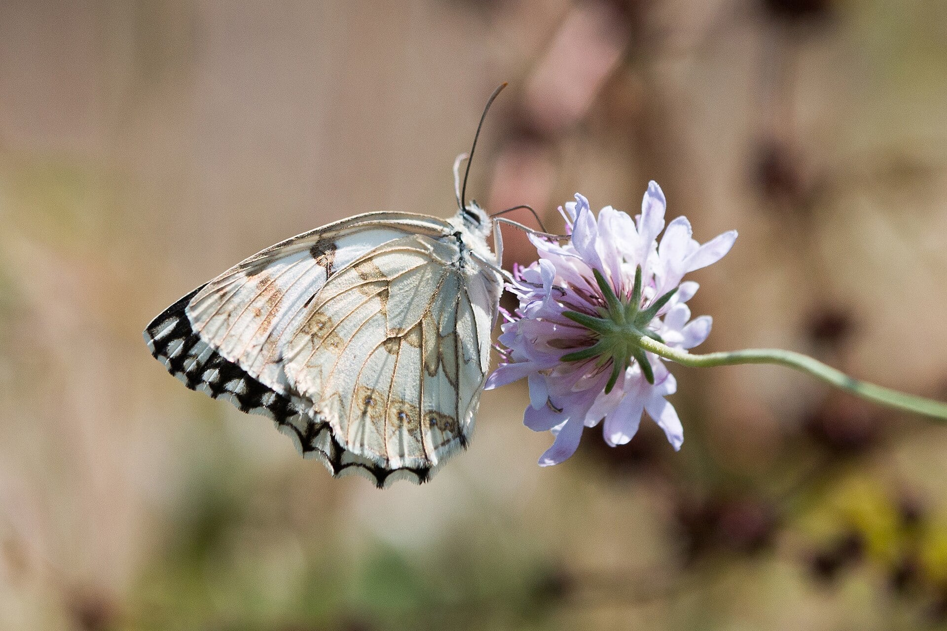 Mariposa medioluto herrumbrosa (Melanargia occitanica), que sufre un serio declive por las sequías asociadas al cambio climático y la agricultura intensiva. (Daniel Villafreula/Wikimedia Commons)