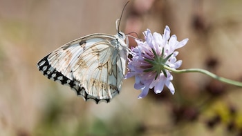 Europa se queda sin pájaros ni mariposas: el cambio climático y la agricultura intensiva empujan a estas especies a la extinción
