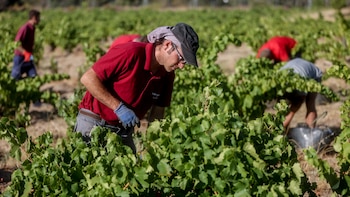 El campo español es un 55% más competitivo que el europeo, pero paga peores salarios: los costes laborales son un 31% más bajos que la media comunitaria