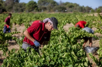 Agricultores del sector vitivinícola madrileño.
