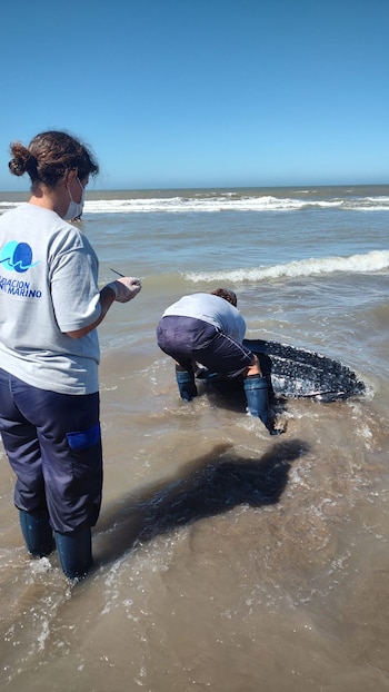 Último ejemplar de tortuga laúd