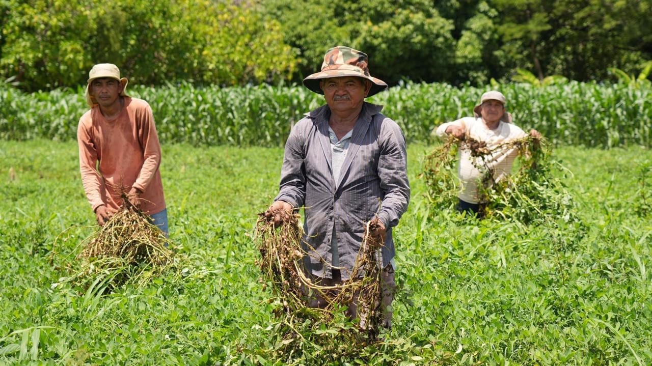 Los agricultores de maíz y frijol buscan asistencia económica para recuperar las áreas de cultivo afectadas por la prolongada sequía.