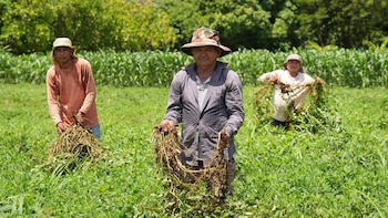Honduras busca recuperar la producción de camarón y financiar a productores de maíz y frijol