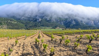 Viñedo en la Rioja alavesa