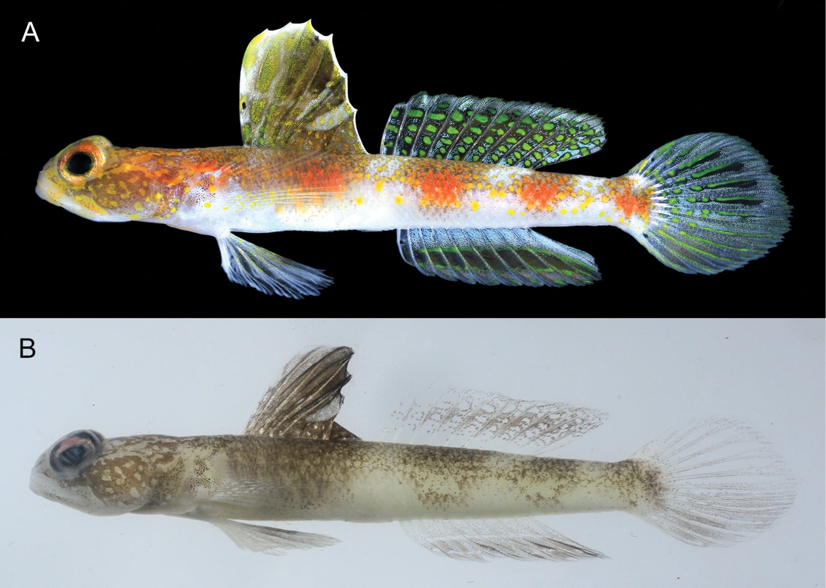 La comparación de ADN mitocondrial confirmó una divergencia genética del 3,1 por ciento respecto a la especie Tomiyamichthys hyacinthinus (Gentileza, estudio: Tomiyamichthys oriens , una nueva especie de gobio camarón (Teleostei , Gobiidae) de la costa de Banyuwangi, Java Oriental, Indonesia, publicado en ZooKeys)