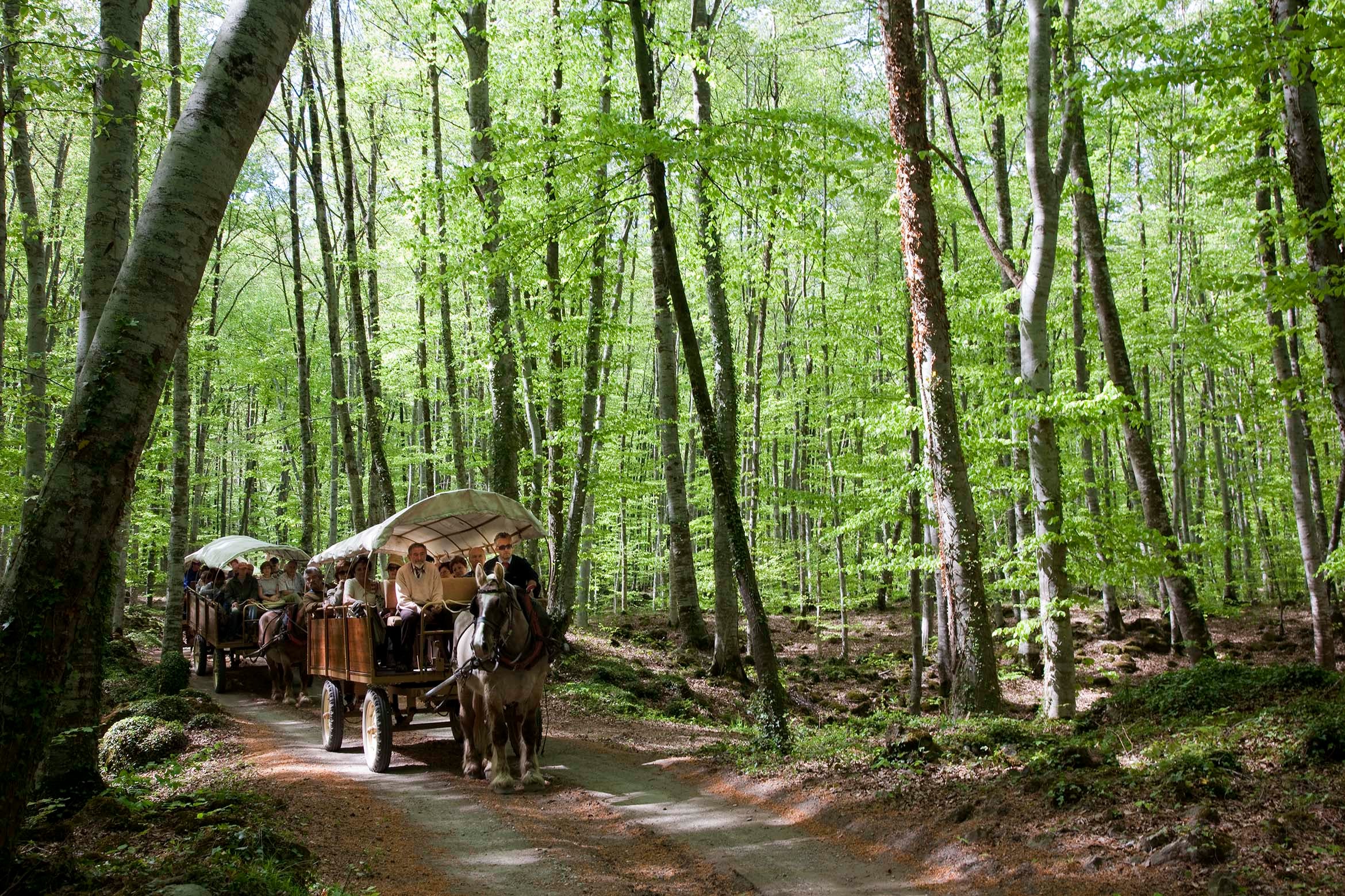 Un paseo por la Fageda d