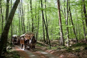 Un paseo por la Fageda d'en Jordà (Visit Pirineus)