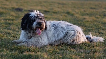 Esta raza se caracteriza por