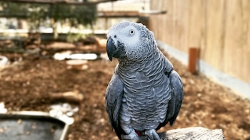 El zoológico adoptará un enfoque