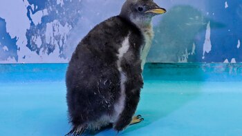 En fotos: el primer pingüino