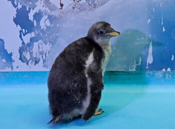 Ciudad de México, México. 12