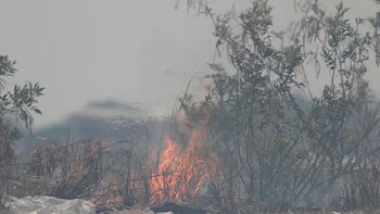 Honduras conmemora 'Día del árbol'