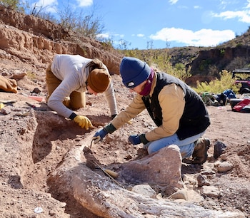 Los expertos confirmaron que se
