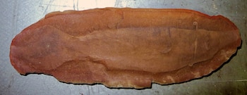 El Tullimonstrum gregarium, al igual