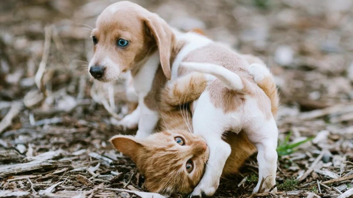 Por qué no se aconseja regalar mascotas el Día de Reyes - Infobae