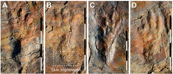 Científicos explican que las huellas