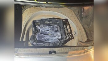 Doce explosivos fueron asegurados en