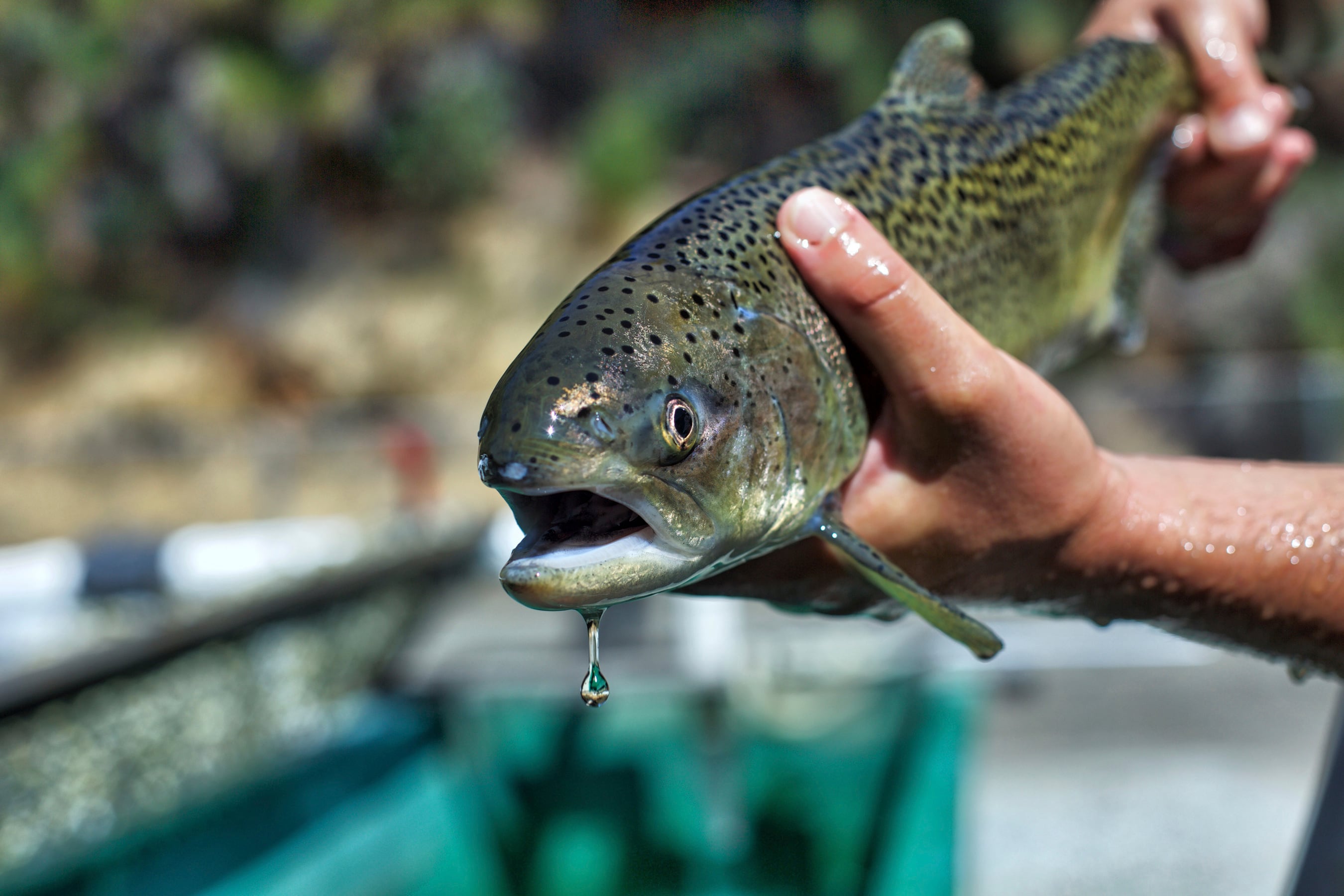 Autoridades sanitarias recomiendan limitar la ingesta de ciertas especies debido a la acumulación de contaminantes en sus tejidos (Steve Martarano/U.S. Fish and Wildlife Service vía AP, archivo)