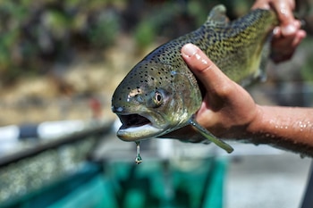 Autoridades sanitarias recomiendan limitar la ingesta de ciertas especies debido a la acumulación de contaminantes en sus tejidos (Steve Martarano/U.S. Fish and Wildlife Service vía AP, archivo)