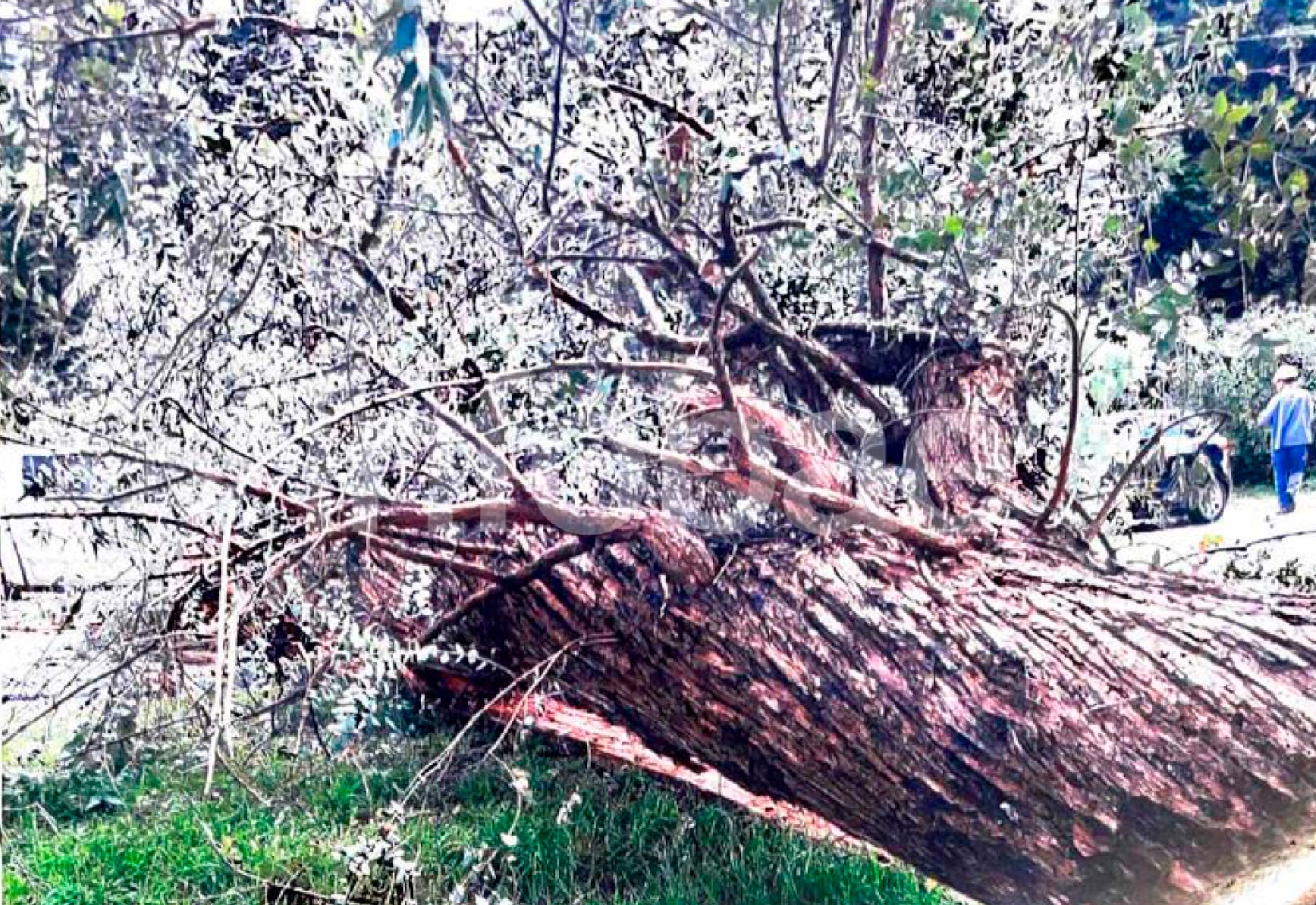 El fallo remarcó que se debe probar que el árbol presentaba un estado de riesgo previo que exigía la intervención comunal. (Poder Judicial)