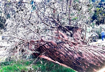 Un árbol le cayó encima del auto en la ruta, demandó a la municipalidad y el fallo le salió en contra