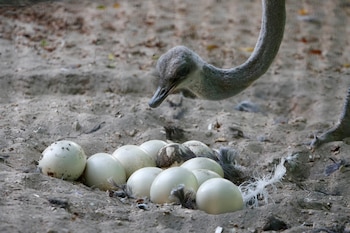 Un avestruz que puso huevos