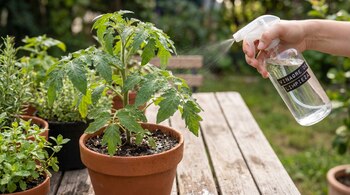 Una mano sostiene una botella pulverizadora de vinagre de limpieza y rocía una planta verde en una maceta de terracota sobre una mesa de madera en un jardín.