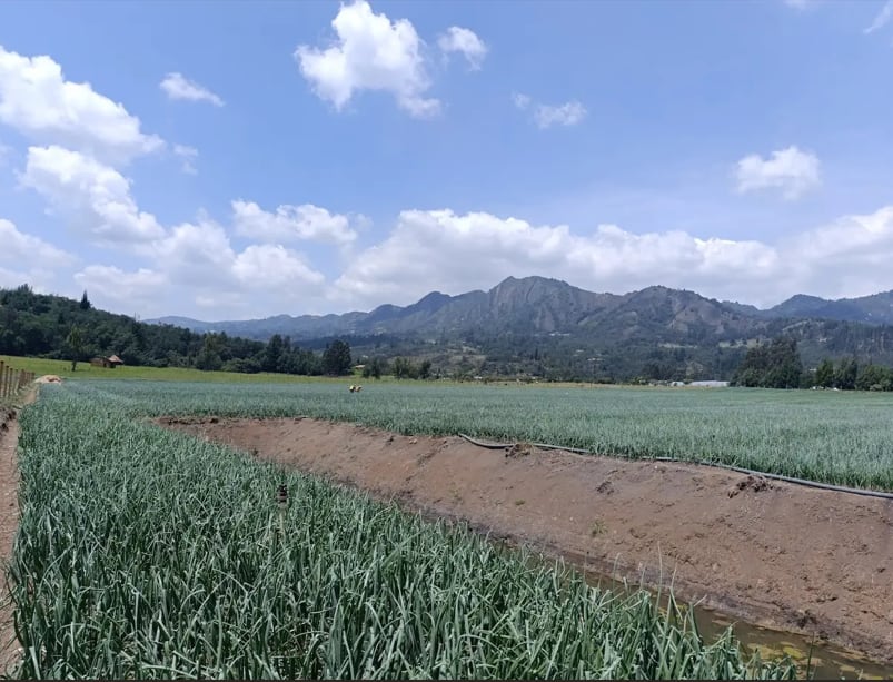 El proyecto de resolución establece que esas áreas dejarán de producir efectos como Áreas de Protección para la Producción de Alimentos y como determinantes de ordenamiento territorial de nivel dos - crédito CAR