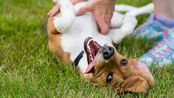 Ponerse panza arriba es una