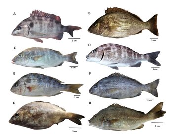 En el estudio publicado en