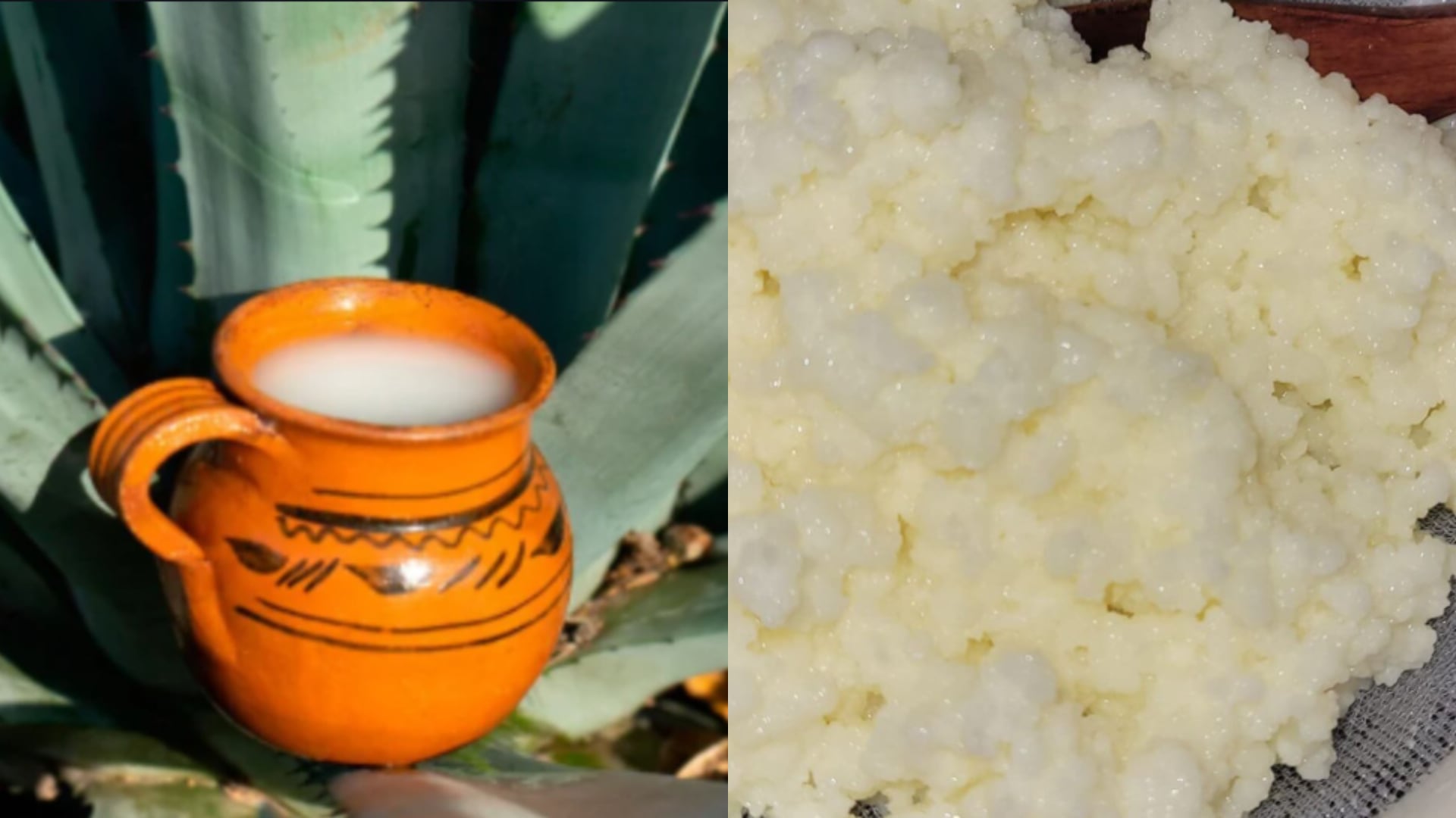 El valor de un microbioma diverso puede influir de manera positiva en la respuesta inmunitaria y en la absorción eficiente de nutrientes. (Secretaría de Gobierno)