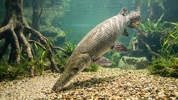 Guatemala logró la primera reproducción en cautiverio de una especie con 100 millones de años de historia