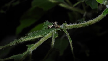 Investigadores de la UNAM descubren